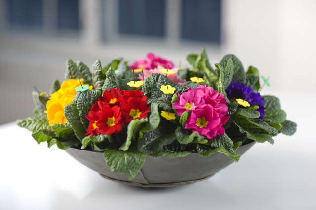 Flott primula ( 5 stykker i en skål)