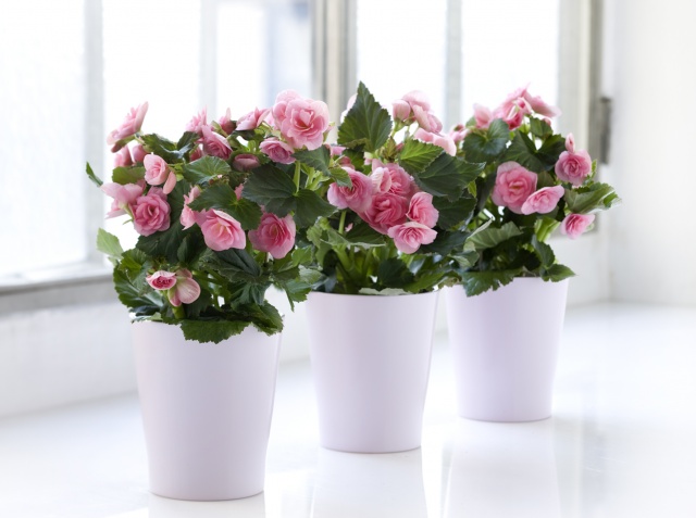 Begonia med potte