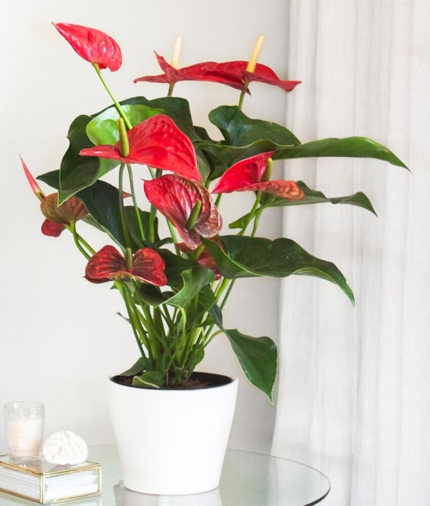 Flamingoblomst med potte