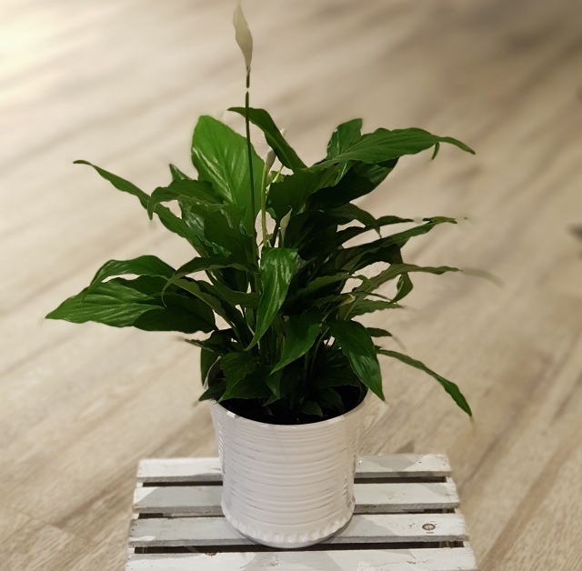 Fredslilje med hvit potte