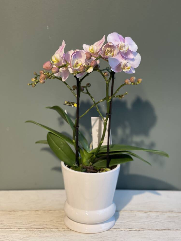 Orkidé med potte