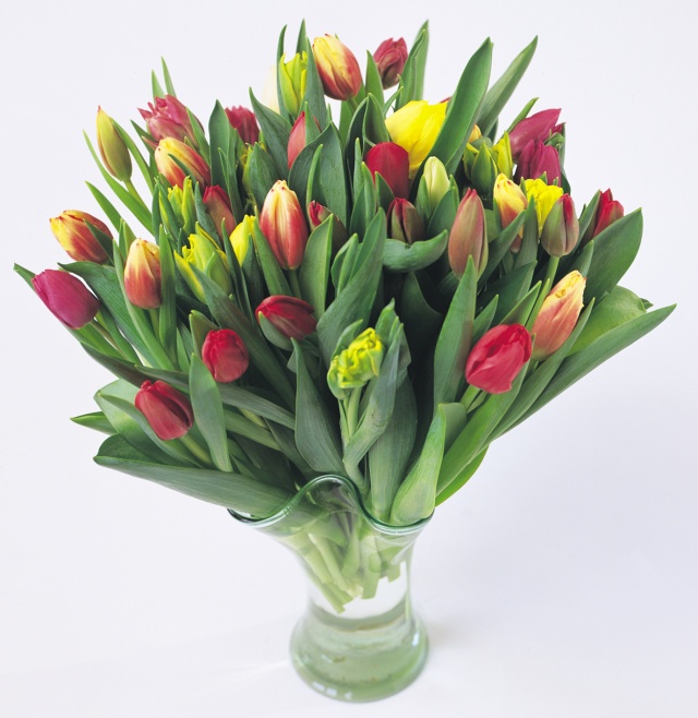 15  Tulipaner 