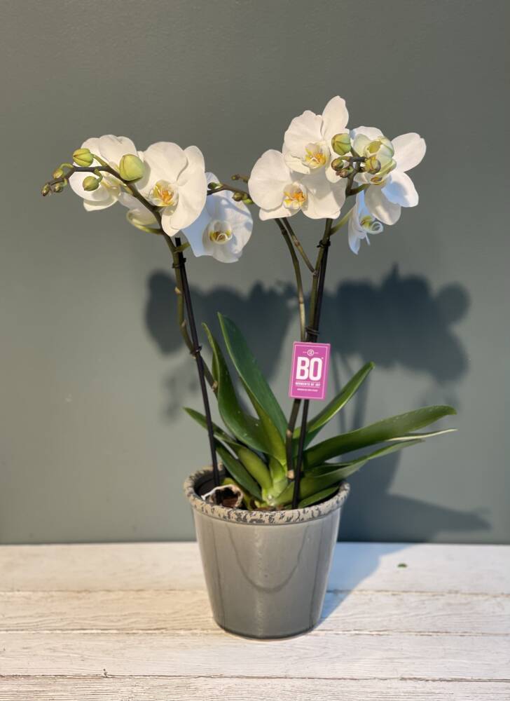 Hvit Orkide med potte/pynt