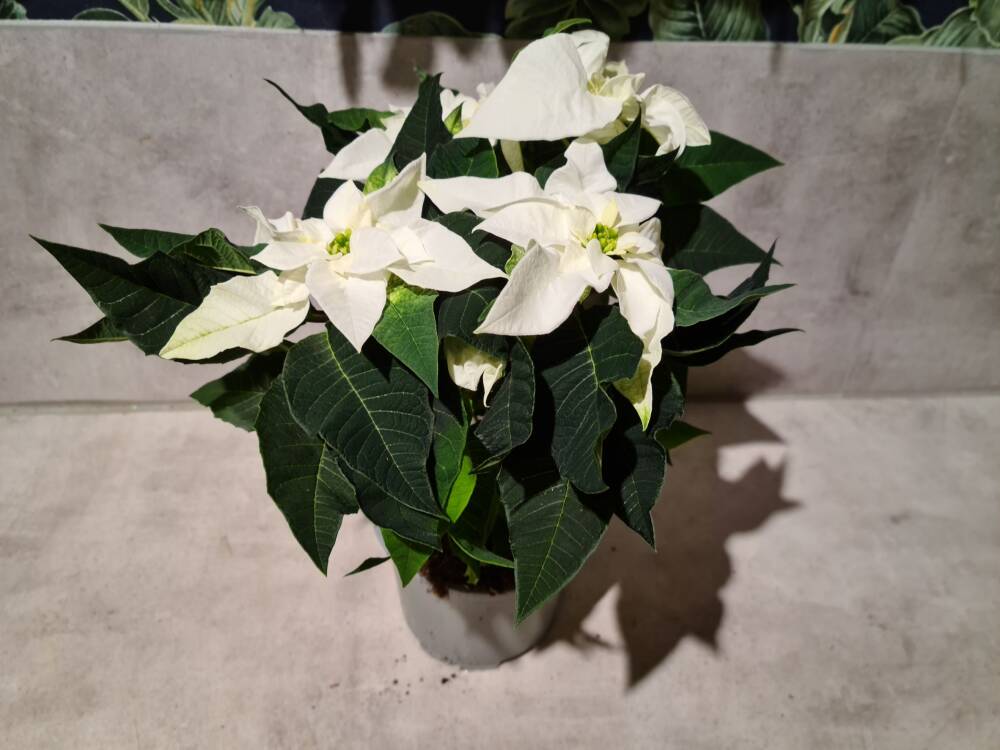 Hvit Julestjerne med 3 blomster
