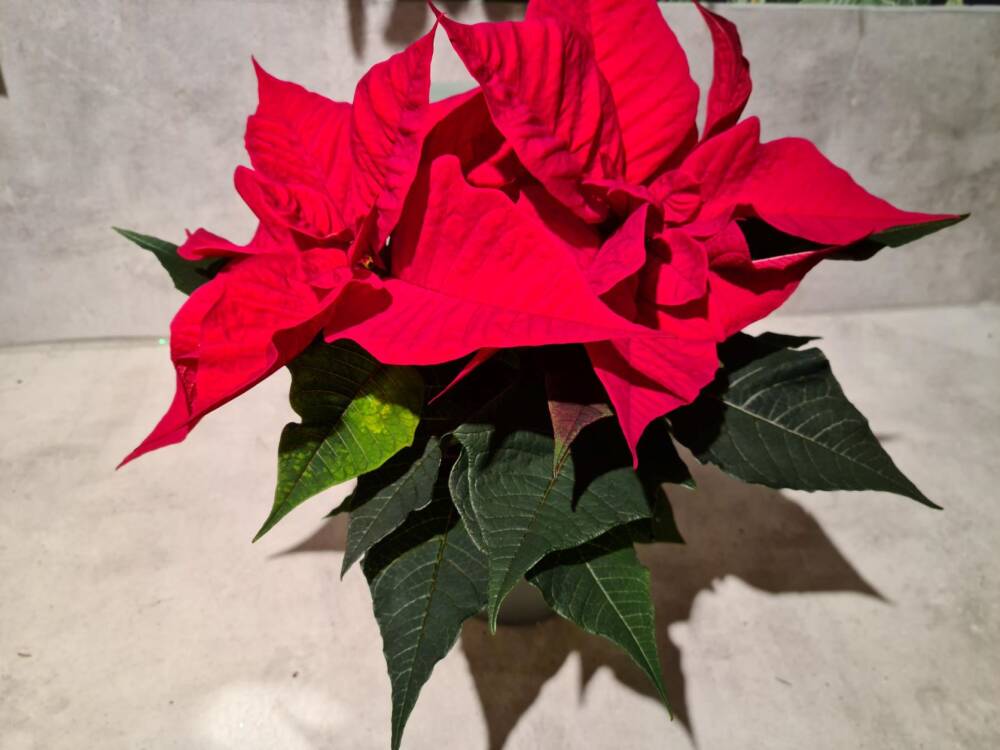 Julestjerne flergrenet