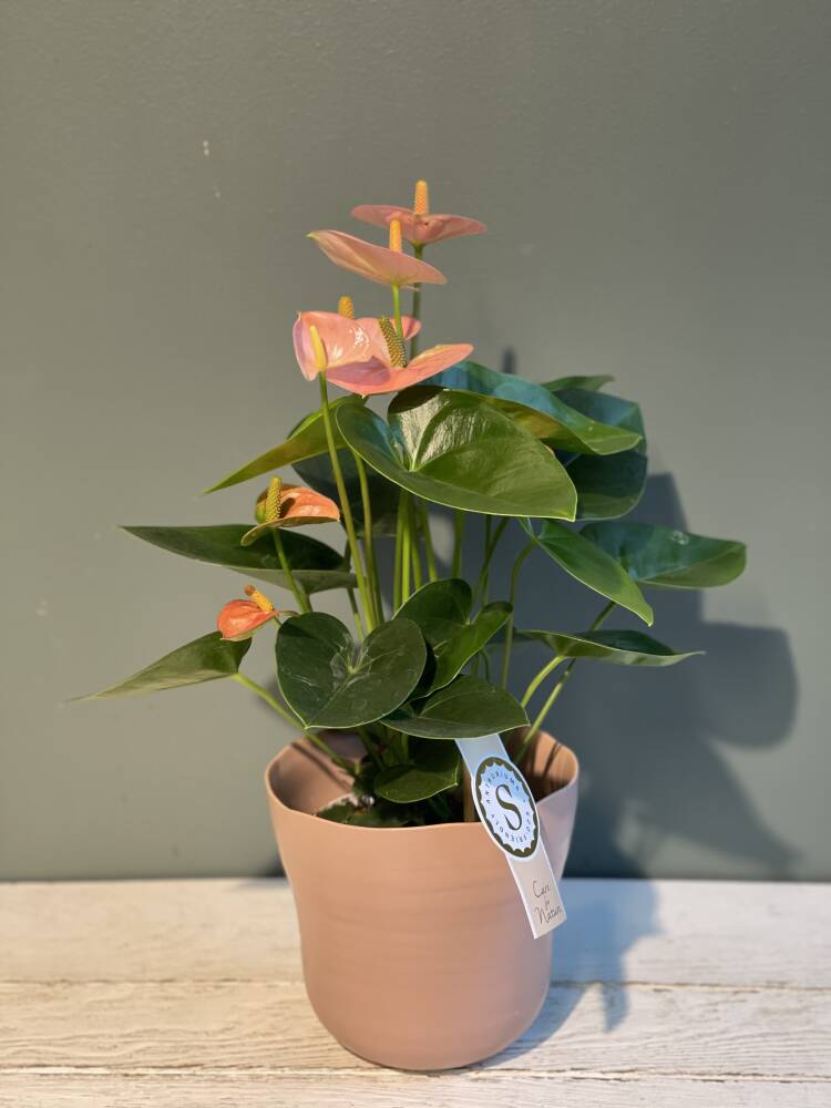 Flamingo/Anthurium