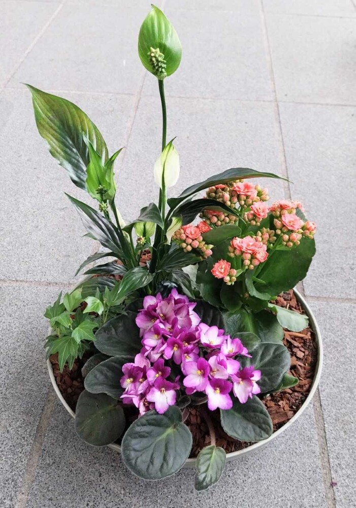 Sammenplanting med levende planter 500,-